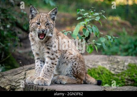 Ein vier Monate altes Luchs-Kätzchen erkundet seine Heimat in der Bear Wood-Ausstellung im Wild Place Project in Bristol. Bilddatum: Mittwoch, 22. September 2021. Stockfoto