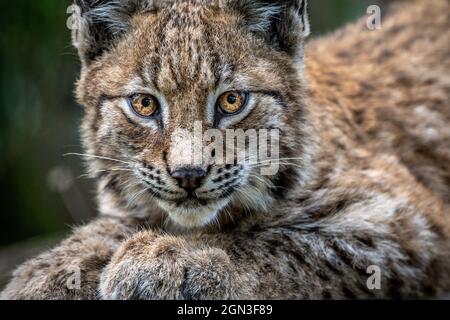 Ein vier Monate altes Luchs-Kätzchen erkundet seine Heimat in der Bear Wood-Ausstellung im Wild Place Project in Bristol. Bilddatum: Mittwoch, 22. September 2021. Stockfoto