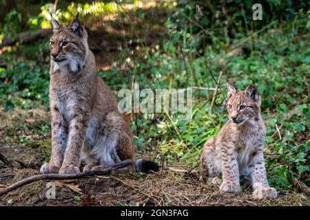 Ein vier Monate altes Lynx Kätzchen sitzt neben der Mutter, während es in der Bear Wood-Ausstellung im Wild Place Project in Bristol seine Heimat erkundet. Bilddatum: Mittwoch, 22. September 2021. Stockfoto