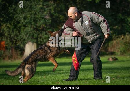 PC Lee Richter mit Atla, dem Hund, als die Hundeeinheit der Polizei Schottlands vor dem Cop26-Gipfel in Glasgow bei der Hundeeinheit der Polizei Schottland im Pollok Country Park trainiert. Bilddatum: Mittwoch, 22. September 2021. Stockfoto