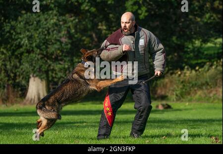 PC Lee Richter mit Atla, dem Hund, als die Hundeeinheit der Polizei Schottlands vor dem Cop26-Gipfel in Glasgow bei der Hundeeinheit der Polizei Schottland im Pollok Country Park trainiert. Bilddatum: Mittwoch, 22. September 2021. Stockfoto
