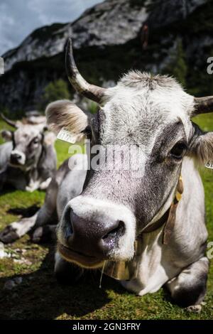 Vertikale Aufnahme einer weißen gehörnten Kuh mit Ohrmarken, die auf dem grünen Gras liegen Stockfoto