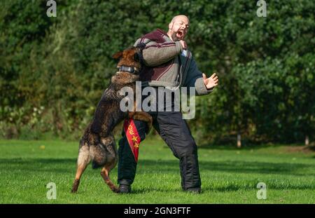 PC Lee Richter mit Atla, dem Hund, als die Hundeeinheit der Polizei Schottlands vor dem Cop26-Gipfel in Glasgow bei der Hundeeinheit der Polizei Schottland im Pollok Country Park trainiert. Bilddatum: Mittwoch, 22. September 2021. Stockfoto
