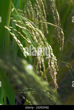 Nahaufnahme der grünen Farbe von Young Reis-Ohrenreisohren im Reisfeld Thailand Stockfoto