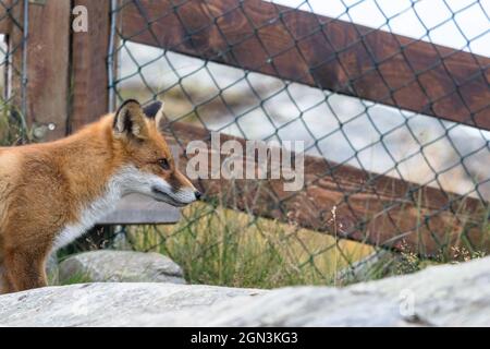 Red Fox vor dem Gitterzaun Stockfoto