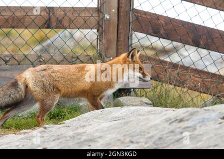Red Fox vor dem Gitterzaun Stockfoto