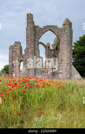 Die Ruinen des Priorats von Lindisfarne auf der Heiligen Insel mit Sommermohn. Stockfoto