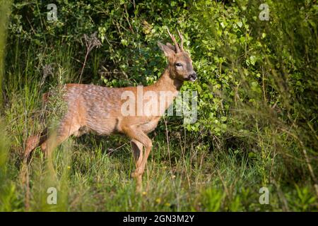 Nahaufnahme eines Rehe [Capreolus capreolus] Stockfoto
