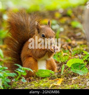 Ein schönes junges männliches rotes Eichhörnchen, das sich auf einem Haselnuss-Porträt mit niedrigem Winkel ernährt. Stockfoto