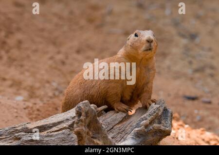 Nahaufnahme eines Präriehundes [Gattung Cynomys] Stockfoto