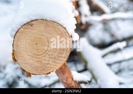 Glatter Schnitt auf einem Baum im Winterwald Stockfoto