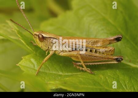 Nahaufnahme der gemeinen oder Wiesengrasschrecke, Pseudochorthippus p Stockfoto