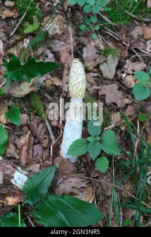 Stinkender Satyr (Phallus impudicus), phallaceous, im Wald. Stockfoto