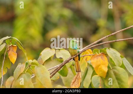 Blaubärtiger Bienenfresser, Nyctyornis athertoni, Mahananda Wildlife Sanctuary, Westbengalen, Indien Stockfoto