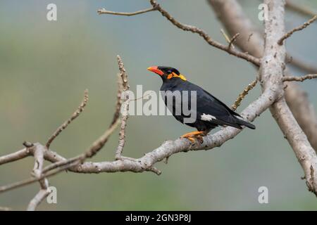 Common Hill Myna, Gracula religiosa, Mahananda Wildlife Sanctuary, Westbengalen, Indien Stockfoto