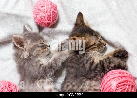 Zwei grau gestreifte Kätzchen schlafen an ihren Seiten und umarmen den Blick von oben. Stockfoto