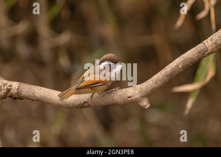 Weißbräunliche Fulvetta, Fulvetta vinipectus, Singhalila National Park, Westbengalen, Indien Stockfoto