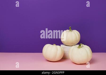 Mini weiße Kürbisse auf violettem Hintergrund. Speicherplatz kopieren. Stockfoto