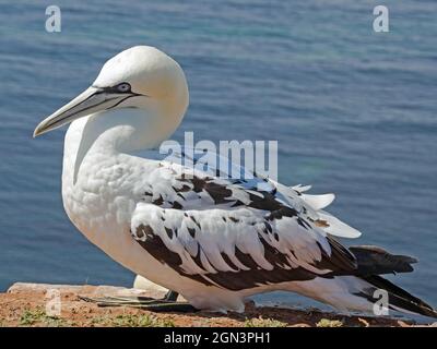 Nahaufnahme einer jungen Nordgans (Morus bassanus) auf der vorgelagerten Insel Helgoland, Deutschland. Stockfoto
