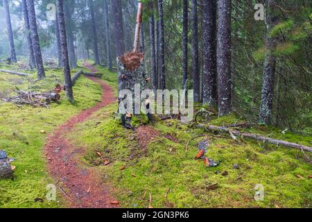 Kurvenreicher Weg in einem Nadelwald Stockfoto