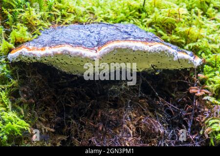 Rote Gürtkrüge wächst auf einem moosigen Baumstamm Stockfoto