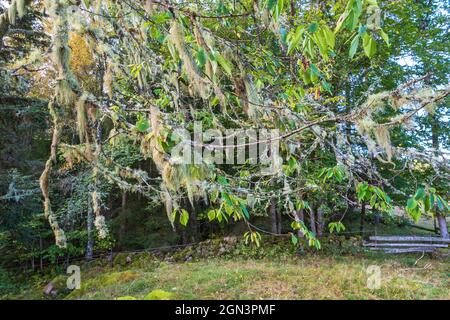 Fischgrätbart Flechten hängen an einem Baum Äste Stockfoto