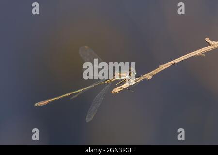 Nahaufnahme einer wandernden Libelle [Lestes barbarus] Stockfoto