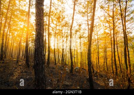 Frühmorgendliche Herbstsonne, die durch die Kiefern des Itshyrwat-Reservatwaldes in Shillong, Meghalaya, Indien, filtert. Stockfoto