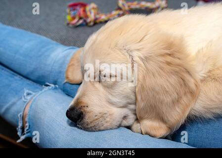 Ein männlicher Goldener Retriever-Welpe schläft auf den Beinen einer Frau, die auf einer Couch im Wohnzimmer des Hauses sitzt. Stockfoto