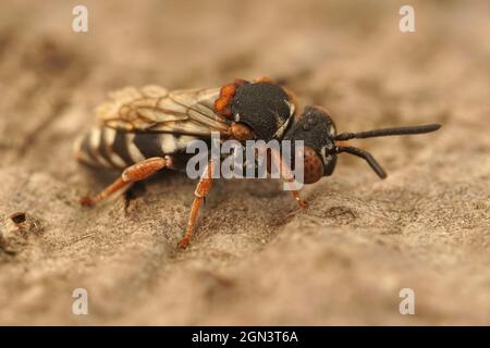 Nahaufnahme einer weiblichen Schwarzthigh-Cellophane-Kuckuckuckbiene, Epeolus variegatus