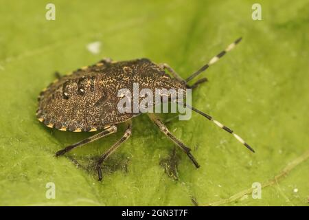 Nahaufnahme der Nymphe eines melierten Schildbugs, Rhaphigaster nebulosa Stockfoto