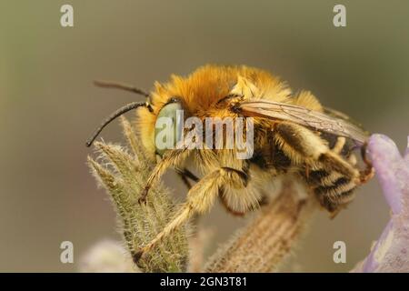 Nahaufnahme einer männlichen grünen Blütenbiene, Anthophora bimaculata Stockfoto