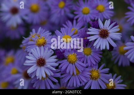 Nahaufnahme einer rosa Gänseblümchen-Blume [Leucanthemum vulgare] Stockfoto