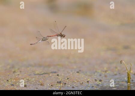 Zwei Schnurrbärtige [Sympetrum vulgatum] im Flug Stockfoto