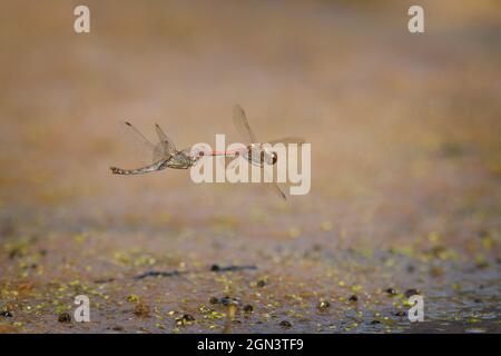 Zwei Schnurrbärtige [Sympetrum vulgatum] im Flug Stockfoto