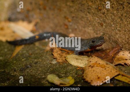 Nahaufnahme eines Alpenmolches [Ichthyosaura alpestris, ehemals Triturus alpestris, Mesotriton alpestris] Stockfoto