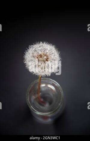 Stillleben eines tau bedeckten Dandelions in einer Vase mit schwarzem Hintergrund Stockfoto