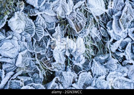 Ein Nahaufnahme von zarten Frostkristallen, die kleine Blätter auf dem Boden bedecken. Von oben Stockfoto