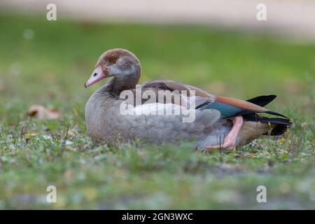 Nahaufnahme einer ägyptischen Gans [Alopochen aegyptiaca, syn.: Alopochen aegyptiacus] Stockfoto
