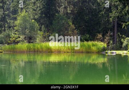 Ein von den Sonnenstrahlen erleuchtetes Schilfbett in einem kleinen See im Val Antholva Stockfoto