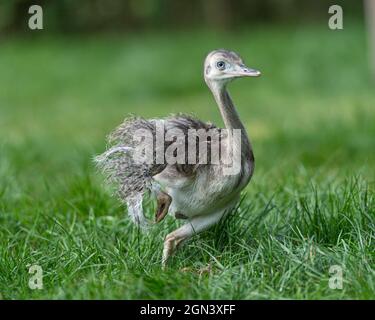 Baby Rhea Americana läuft Stockfoto