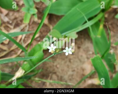 Nahaufnahme von winzigen weißen Blüten auf Stielen über langen breiten Kräutern in einem Garten Stockfoto