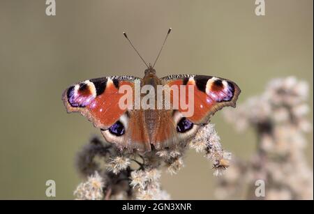 Nahaufnahme eines europäischen Pfaus [Inachis io, syn. Nymphalis io] Stockfoto