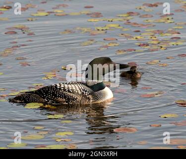 Common Loon Schwimmen und Pflege für Baby Küken Loon mit Seerosenpads Vorder-und Hintergrund und genießen Sie das Wunder neues Leben. Loon-Bild. Stockfoto