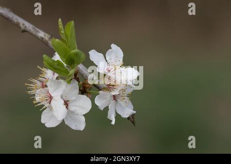 Apple Blossom Stockfoto