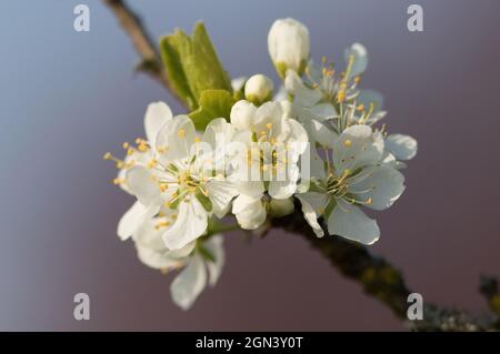 Apple Blossom Stockfoto