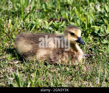 Kanadische Gänseküken Nahaufnahme Profil Ansicht auf Gras in seiner Umgebung und Lebensraum ruhen. Bild „Canada Goose“. Bild. Hochformat. Foto. Stockfoto