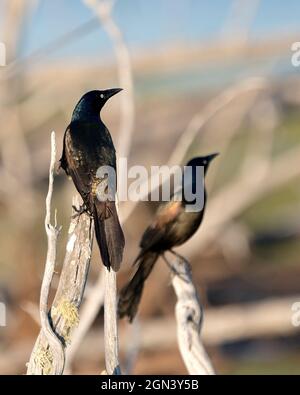 Grackle Paar mit verschwommenem Hintergrund in ihrer Umgebung und Lebensraum in der Balzsaison thront. Gemeinsames Grackle-Bild. Bild. Hochformat. Stockfoto