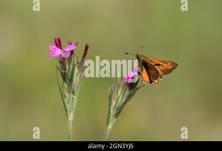 Nahaufnahme eines großen Skippers (Ochlodes sylvanus) Stockfoto