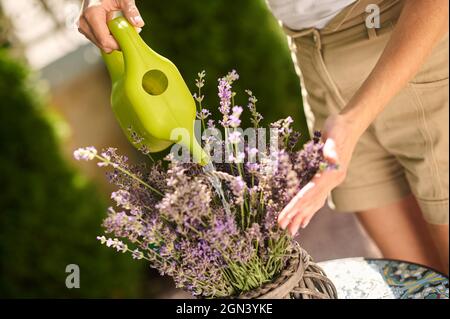 Womans Hände mit Gießkanne in der Nähe von Blumen im Topf Stockfoto